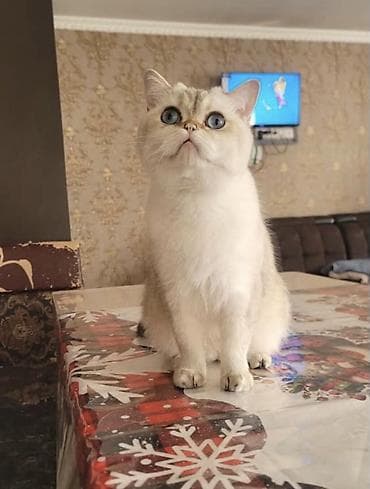 малинкий кошка: ‼️БЕСПЛАТНО‼️Кот проды Скотиш Страйт возраст почти 3 года . Спокойный — 1