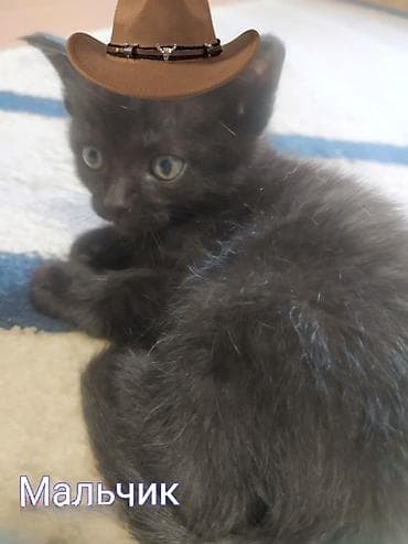 домашняя кошка: Скотиш Фолд (Шотландская вислоухая), 1 месяц, Девочка, Приучена к лотку — 6