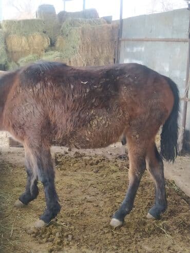 Продаю | Жеребец | Кара Жорго | На забой | Осеменитель at lalafo.kg Продаю | Жеребец | Кара Жорго | На забой | Осеменитель