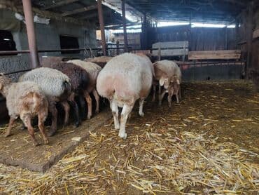 Продаю | Баран (самец) | Арашан | Для разведения | Племенные, Осеменитель