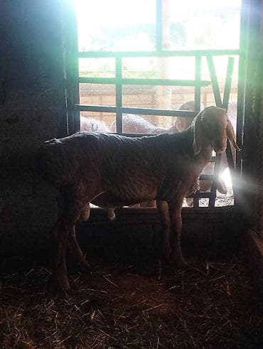 ат полша: Продаю | Баран (самец) | Для разведения | Племенные — 5