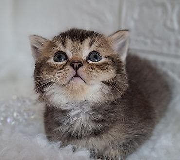 Скотиш Страйт (Шотландская прямоухая), 2 месяца, Мальчик, Приучена к лотку, Проглистована