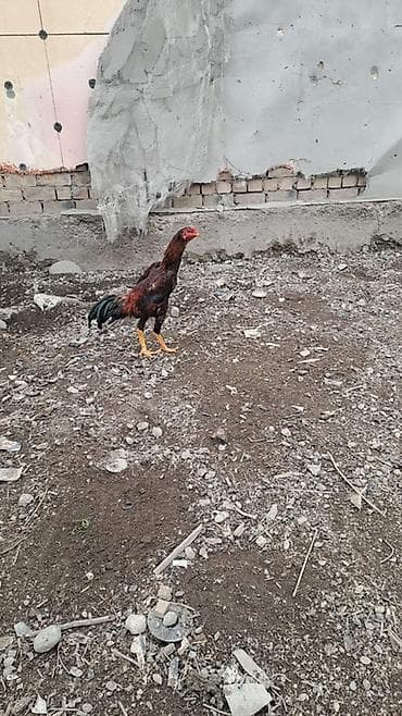 продаю петухов: Продаю | Петух | Бойцовая | Для разведения — 2