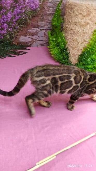 бенгальский леопардовый кот: Красивейшие Бенгальские котята с огромными розетками. Проф питомник — 4
