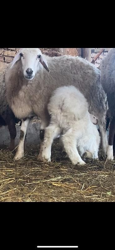 Куры, петухи: Продаю | Овца (самка), Ягненок | На забой, Для разведения, Для шерсти | Племенные, Матка — 2
