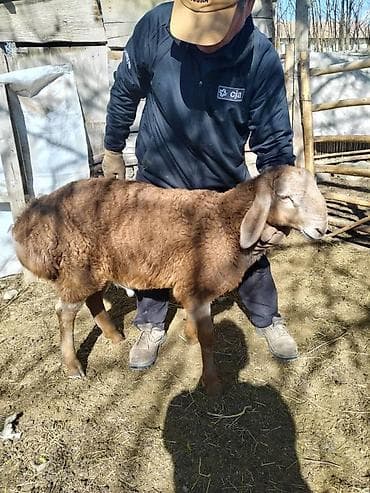 бамбуковая мышь: Продаю | Овца (самка) | Арашан | Для разведения | Ярка — 8