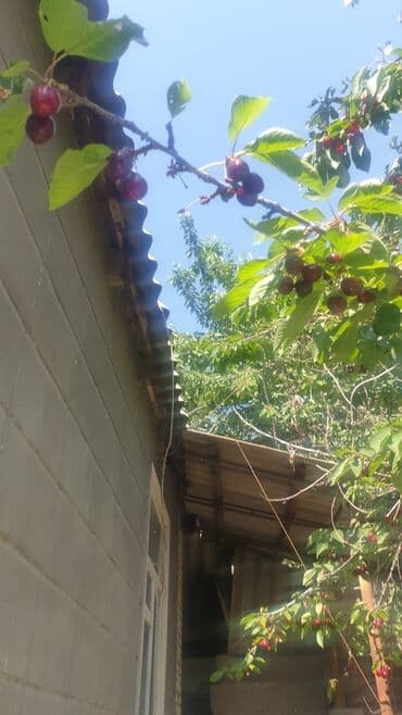 шиповник цена бишкек: Көчөттөр : Алча, Өзү алып кетүү — 6