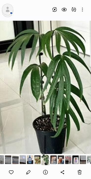 полотер: С комнатные растения (в горшках) 1) Сингониум розовый (Syngonium): - — 4