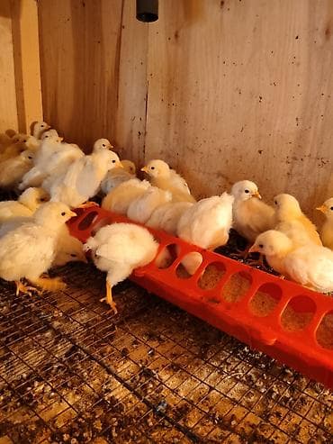 куры китайские: Продаю | Цыплята | Для разведения, Несушки — 2