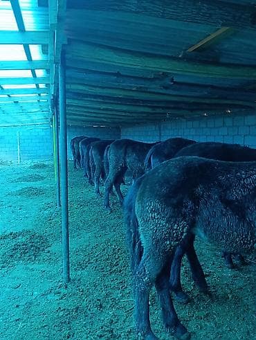 болонка собака: Продаю | Жеребец | Для разведения | Племенные — 9