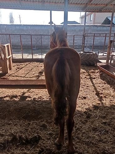 лошади кок бору: Продаю | Кобыла (самка) | Рабочий — 2