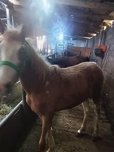 жеребая: Продаю | Жеребец | Для разведения — 1