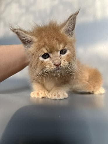 кошка британская: Предлагаются к продаже шикарные котята мейн-кун от породных — 1