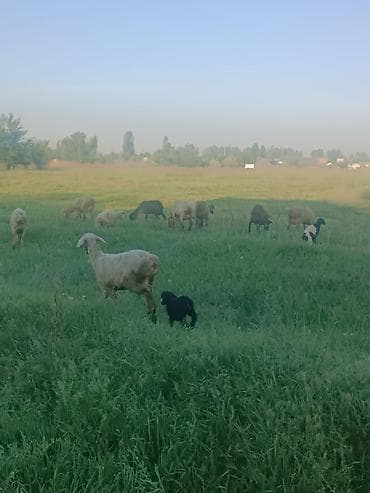 Айыл-чарба жаныбарлары: Сатам | Ургаачы кой (ургаачы) | Көбөйтүү үчүн | Ургаачы — 1