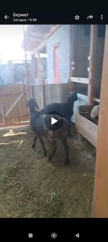 самые экзотические животные: Продаю | Коза (самка) | Зааненская | Для разведения | Племенные — 3