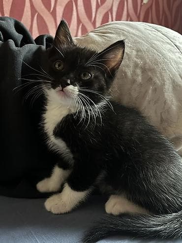 кормящая кошка: 2 месяца, Мальчик, Приучена к лотку — 6