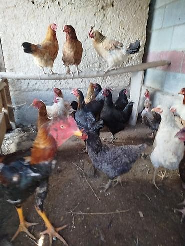 Аквариумы: Дамашный тооктор сатылат активный 23 тоок 3 короз бар алмашу жолдору — 2