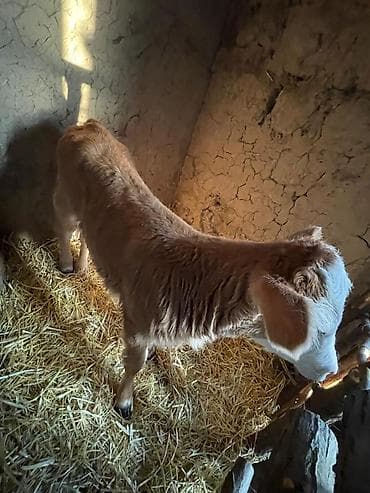 телки коровы: Продаю | Корова (самка) | Для молока | После отела — 3