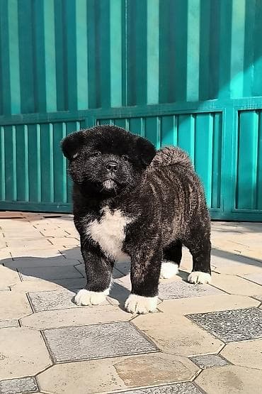 скай терьер: 2 месяца, Самка, С прививкой, С родословной — 1