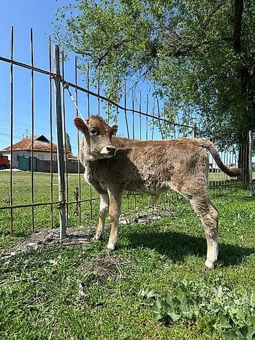 ангус купить: Продаю | Бык (самец), Музоо, торпок | На откорм — 3