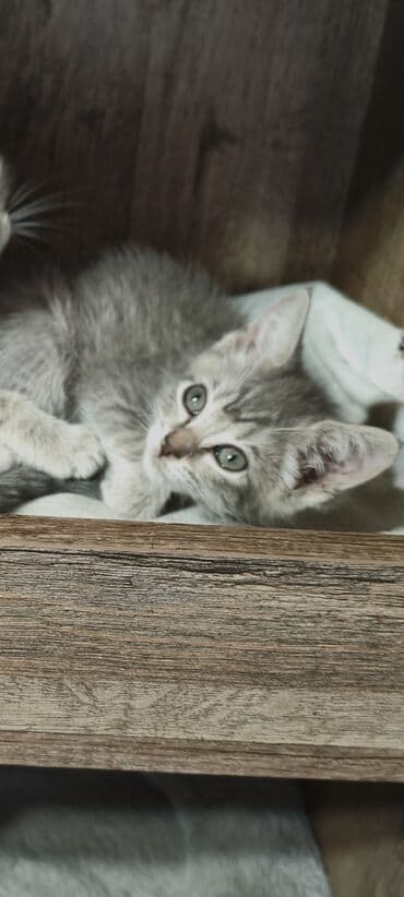 шотландская кошка прямоухая: Котята - скоттиш страйт,окрас - голубой Табби. Родились 7 сентября,к — 24