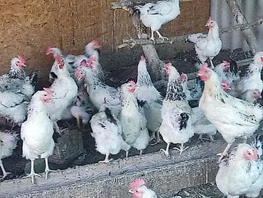живой корм: Продаю | Куры | Для разведения — 6