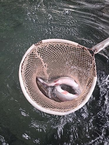 бишкек рыбалка: Тирүү форель: 🌊 Таза сууда өстүрүлгөн ❄ Тоңдурулбаган, жана жаны жок — 1