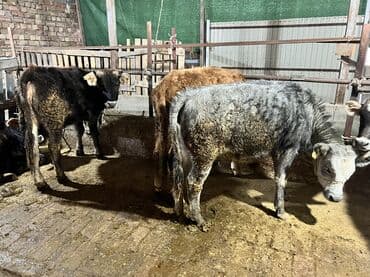 продаю дойных коров: Продаю | Тёлка | На откорм | Привязанные — 5