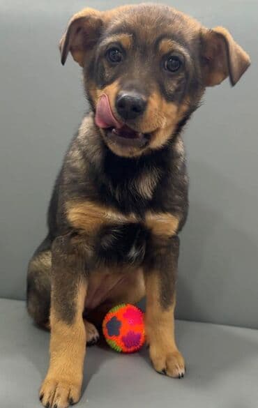 щенки: Собака даром: Дворняжка, 2 месяца, Самка, С прививкой — 4