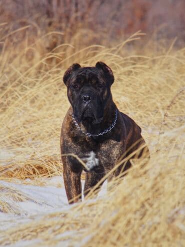 собака домашняя: Вязка: Кане-корсо, Самец, Более 5 лет, С родословной — 1