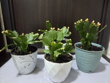 домашние растение: Эухарис (амазонская лилия) — комнатное луковичное растение с крупными — 8