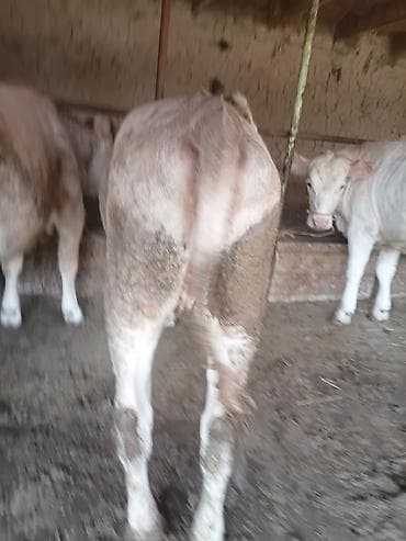 лошадь кок бору: Продаю | Тёлка | Аулиекольская | На откорм | Привязанные — 10