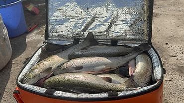 Форель радужная малек продается Цена 670сом кг 300-350гр количество