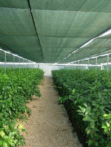 продаю овощи: Үй жана бакча үчүн ыңгайлуулуктар — 10