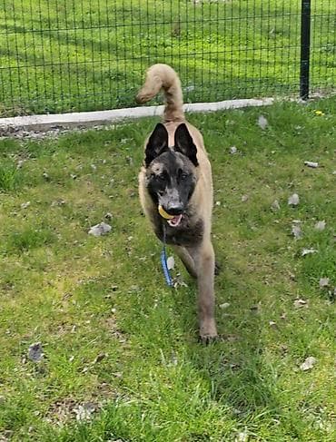 бельгийский собака: Щенок КОБЕЛЬ породы Бельгийская овчарка /МАЛИНУА/ из питомника — 1