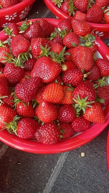 клубника ягоды: Клубника Оптом, В розницу — 2