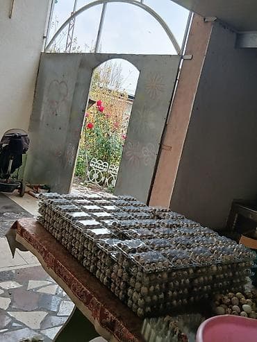 инкубато: Продаю!!! Передаю!!! Готовый бизнес 100% на ход поставленный!!! И — 2