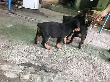 питбуль 1000: Щенки метисы мама овчаркапапа ротвейлервозраст 2 месяца — 2