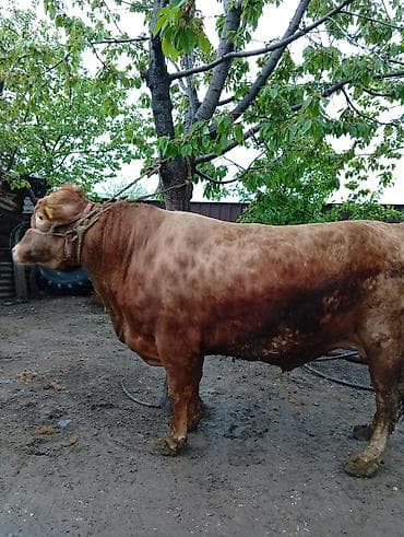 сколько стоит один бык: Продаю | Бык (самец) | На откорм | Привязанные — 2