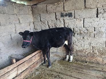 бычки 1год: Продаю | Тёлка | На откорм — 3