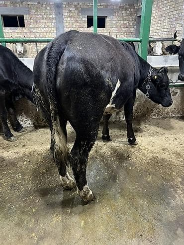 свекла красный: Продаю | Корова (самка) | Бельгийская | Для молока | Привязанные — 1