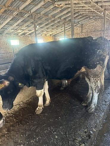 говяжьи ноги: Продаю | Бык (самец) | Для разведения | Привязанные — 6