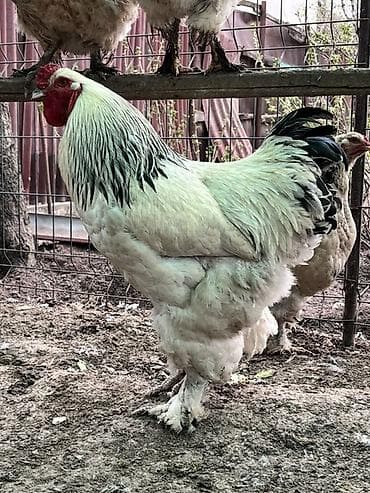 купить сокола в питомнике: Продаю | Инкубационные яйца | Брама | Для разведения — 4