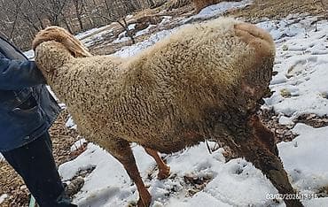 Продаю | Овца (самка) | Для разведения