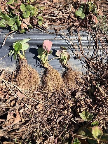 утки цена: Рассада клубники (садовой земляники) сорт-Альба - Сорт: крупноплодная — 8