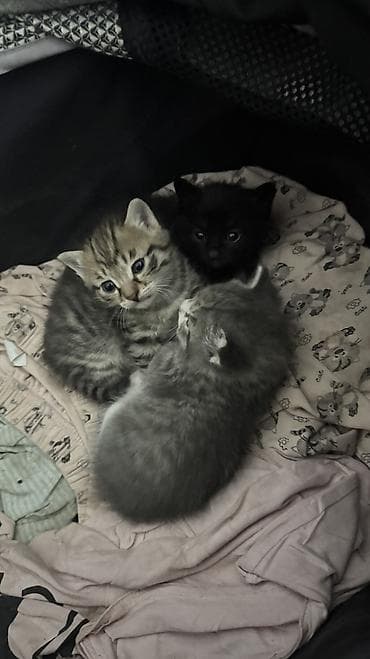 куплю кота: Раздаем котят, помогите котятам приобрести дом🙏🏼 Идеальны как первые — 9