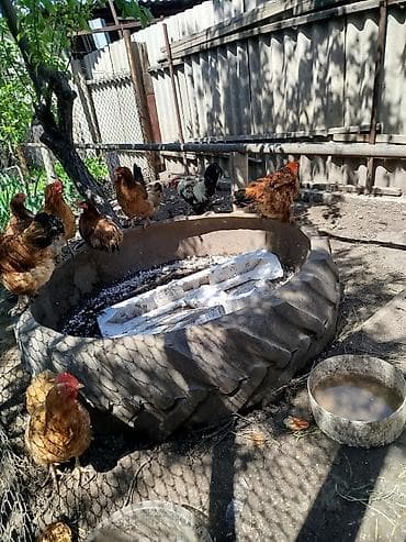 купить курей: Продаю | Куры | Домашняя | Для разведения — 2