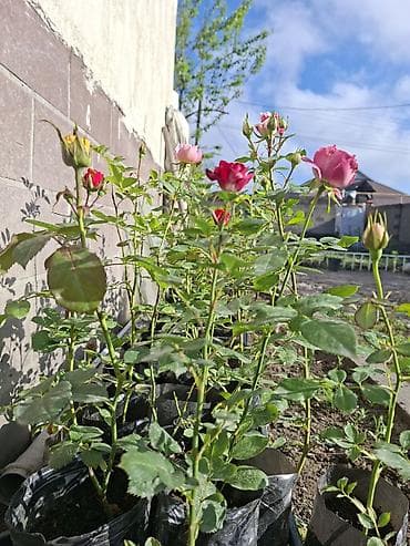 найза свечи: Саженцы Самовывоз, Бесплатная доставка, Платная доставка — 4