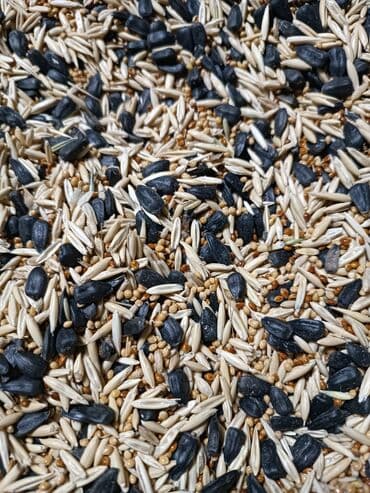 чехлы для когтей кошек: Корм для попугайчиков. А так же минеральный камушек для стачивания — 11