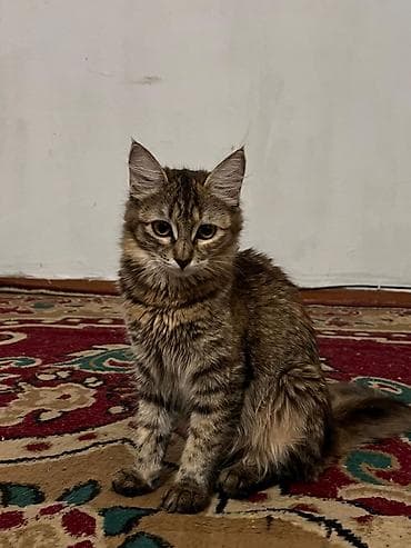 Другие животные: Ищем дом для милых котят Котята-подростки, домашние. На выбор — рыжий — 2